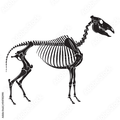 Capturing the form of strength – Horse skeleton silhouette and defined Horse skeleton vector – Horse skeleton illustration

