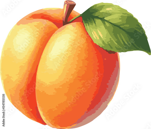 Vector watercolor painted illustration of an apricot