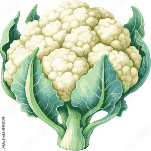 A beautifully hand-painted watercolor vector illustration of a fresh, organic cauliflower.