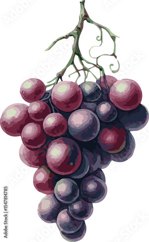 Vector watercolor painted illustration of grapes