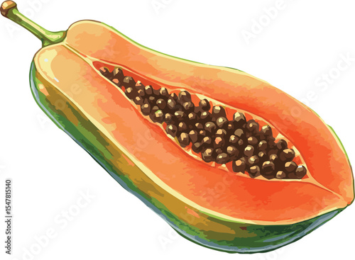 Vector watercolor illustrated papaya