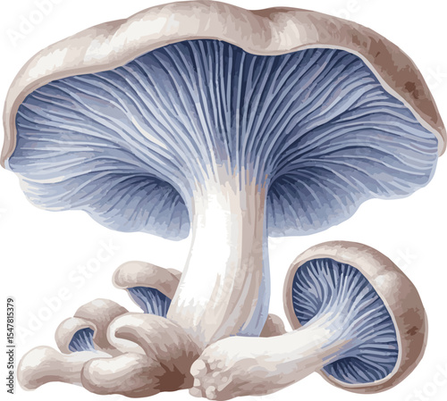 Vector watercolor painted illustration Pleurotus ostreatus