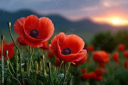 Two vibrant red poppies stand prominently against a blurred field at sunset