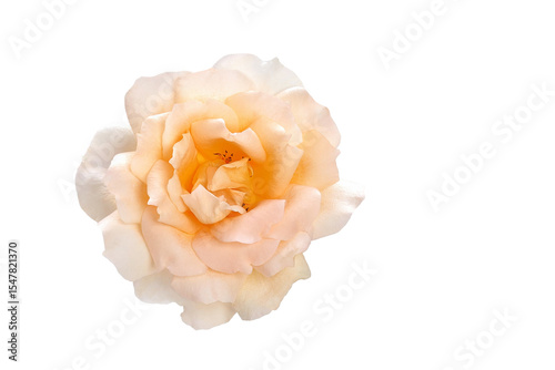 Delicate cream rose in close-up on a transparent PNG background. Minimalist and elegant floral element, perfect for digital design, overlays, packaging, or wedding graphics.