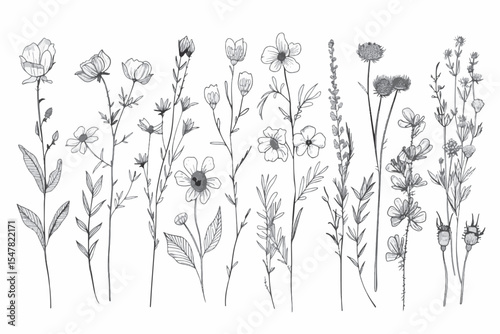 collection forest fern eucalyptus art foliage natural leaves herbs in line style. Decorative beauty elegant illustration for design hand drawn flower.