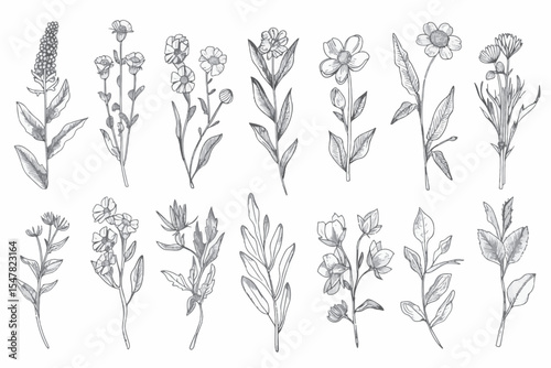 collection forest fern eucalyptus art foliage natural leaves herbs in line style. Decorative beauty elegant illustration for design hand drawn flower.