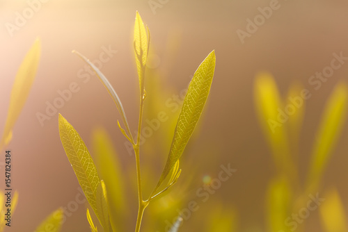 Natures Early Light over Fields