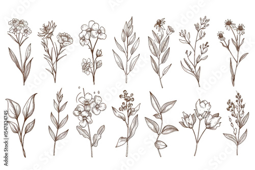 collection forest fern eucalyptus art foliage natural leaves herbs in line style. Decorative beauty elegant illustration for design hand drawn flower.