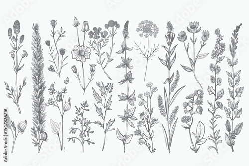 collection forest fern eucalyptus art foliage natural leaves herbs in line style. Decorative beauty elegant illustration for design hand drawn flower.