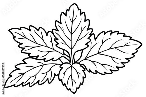 Botanical Line Art Detailed Illustration of Mint Leaves