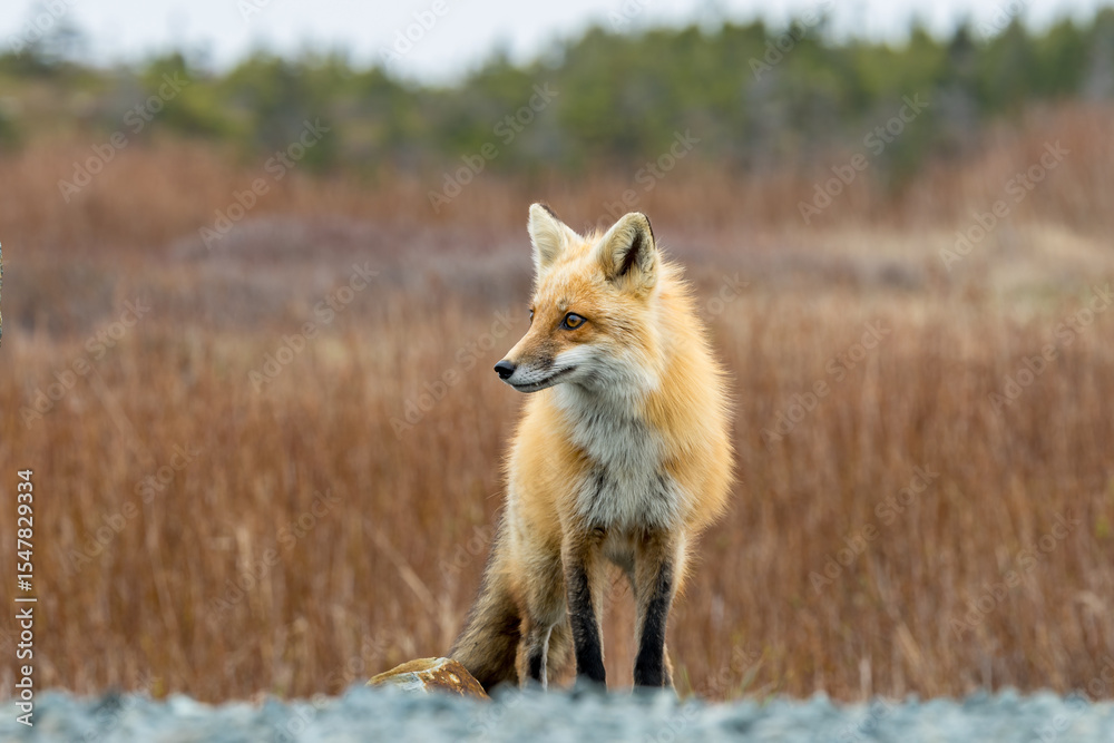 Fototapeta premium Red Fox taken at Newfoundland Canada