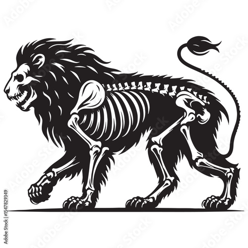 Anatomy of the king – Lion skeleton silhouette paired with accurate Lion skeleton vector – Lion skeleton illustration

