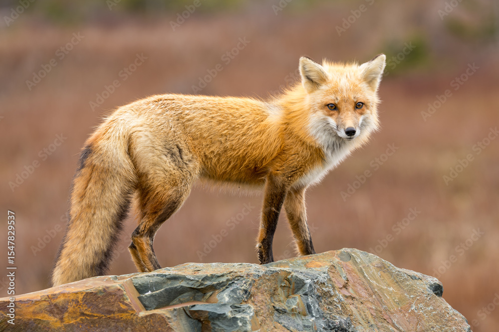 Fototapeta premium Red Fox taken at Newfoundland Canada