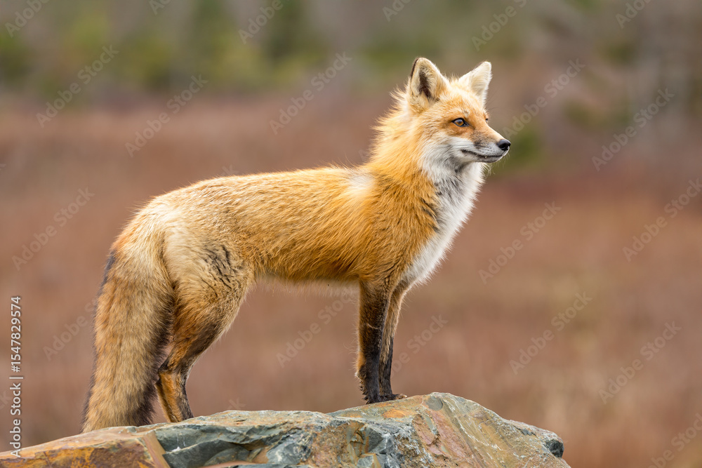 Fototapeta premium Red Fox taken at Newfoundland Canada