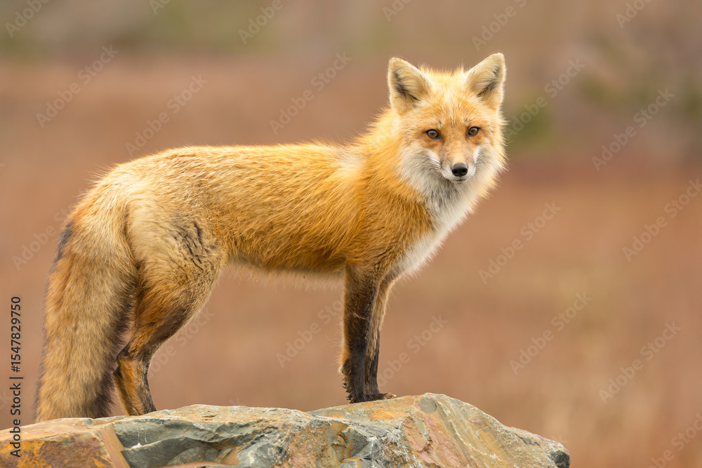 Naklejka premium Red Fox taken at Newfoundland Canada