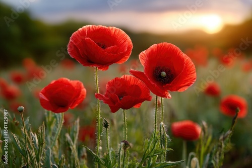 Vivid red poppies with dark centers stand in a field at sunset with outoffocus blossoms and light in the distance