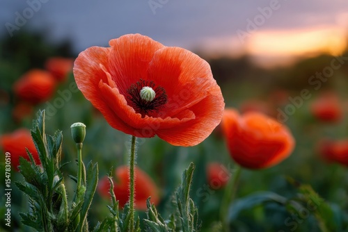 Vivid red poppy with a green seed pod in a green field warm sunset on the horizon