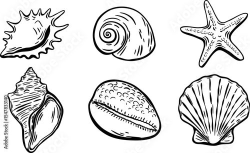 Black ink seashell and starfish vintage illustration set.Set of hand drawn black ink illustrations of seashells and starfish in vintage engraving style, ideal for Mediterranean summer designs.