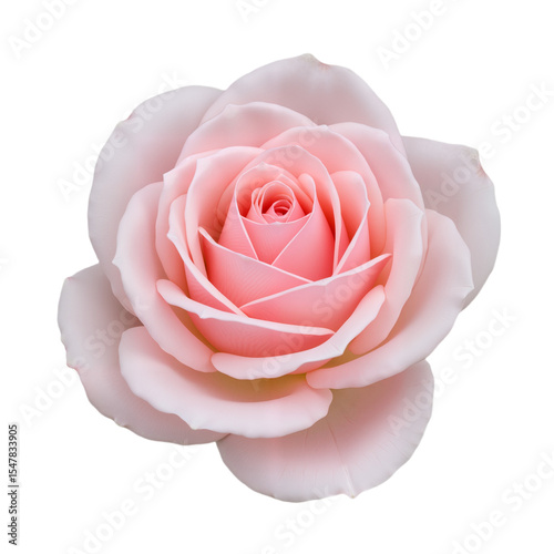 Soft Pink Rose with Lush Petals Against White Background
