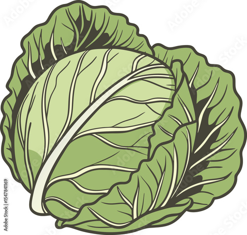 Illustrated Fresh Green Cabbage with Detailed Leaves on White Background