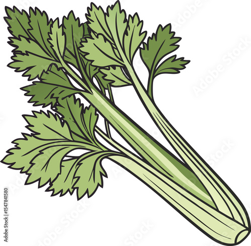 Illustrated Fresh Celery Stalks with Leaves in Detailed Artistic Style on White Background