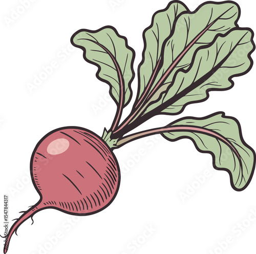 Illustration of a Fresh Red Radish with Green Leaves Isolated on White Background Perfect for Culinary and Gardening Concepts