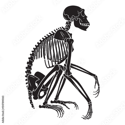Artful expression of primate form – Monkey skeleton silhouette rendered as Monkey skeleton vector – Monkey skeleton illustration

