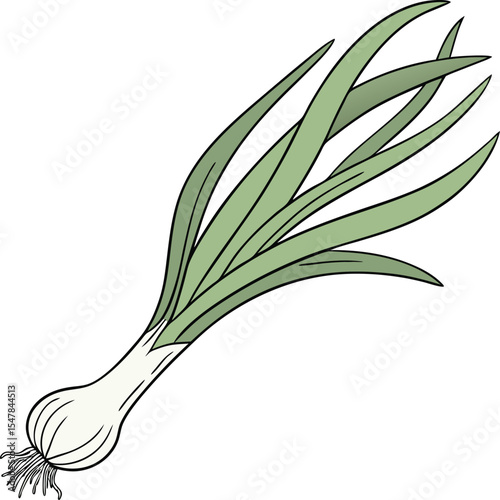 Illustration of a Fresh Spring Onion with Green Leaves Isolated on White Background Perfect for Culinary and Gardening Concepts