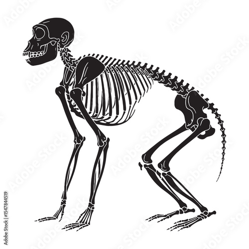 The structure of motion – Monkey skeleton silhouette presented through stylized Monkey skeleton vector – Monkey skeleton illustration

