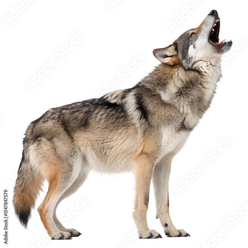 wolf isolated on white background