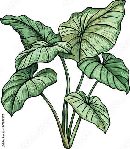 Detailed vector illustration of a lush green elephant ear plant with large textured leaves
