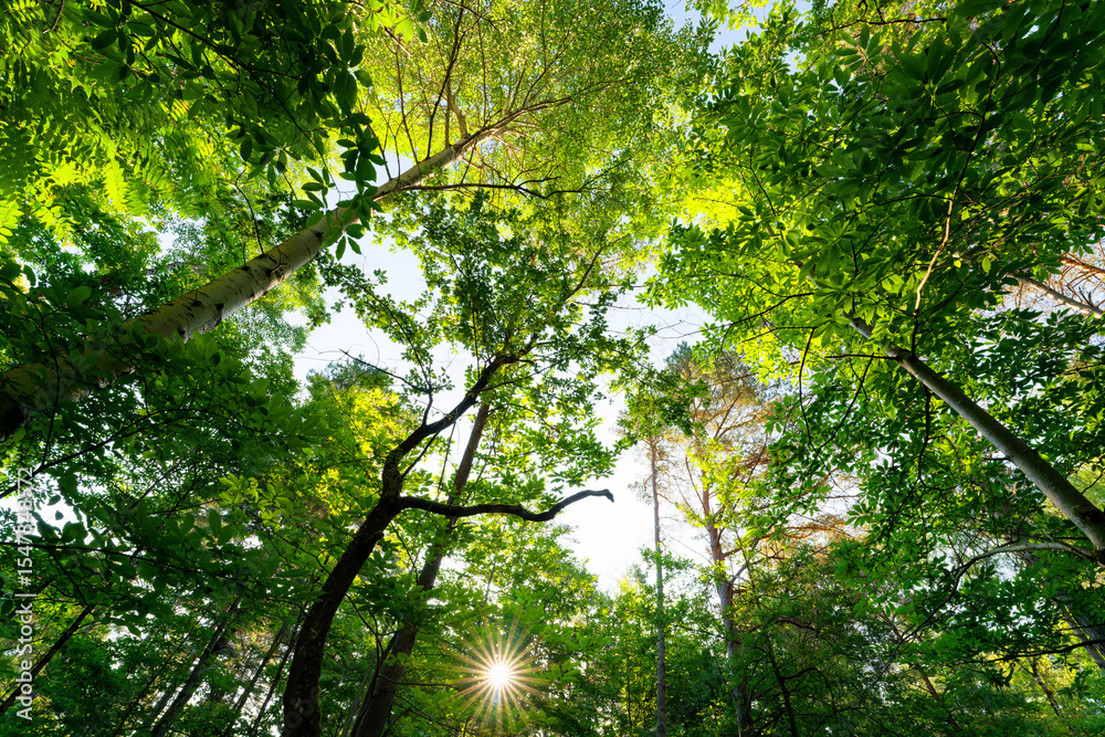 Obraz premium Canopy in the Fontainebleau Massif. Trois Pignons forest