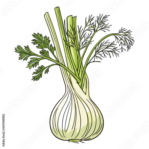 Freshly harvested fennel bulb and stalks vector illustration isolated on white background