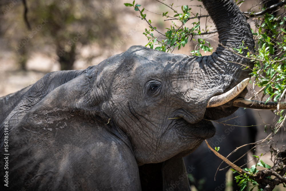Fototapeta premium Elefanten im Tarangire Nationalpark