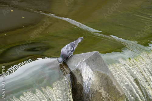 City pigeons drink from the Leine waterfall at the Friederiken Bridge in Hanover, Germany.