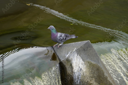 City pigeons drink from the Leine waterfall at the Friederiken Bridge in Hanover, Germany.