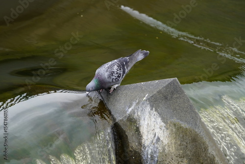 City pigeons drink from the Leine waterfall at the Friederiken Bridge in Hanover, Germany.