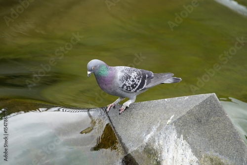 City pigeons drink from the Leine waterfall at the Friederiken Bridge in Hanover, Germany.