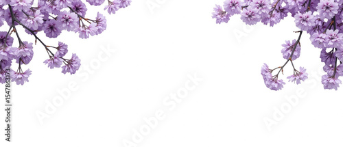 Beautiful cherry blossom branches frame transparency background, creating serene and tranquil atmosphere. delicate purple flowers evoke feelings