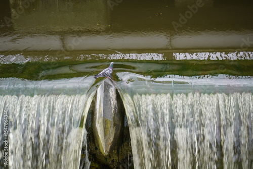 City pigeons drink from the Leine waterfall at the Friederiken Bridge in Hanover, Germany.