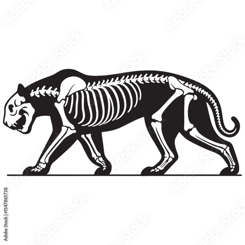 Art meets natural science – Tiger skeleton silhouette and hand-drawn Tiger skeleton vector – Tiger skeleton illustration


