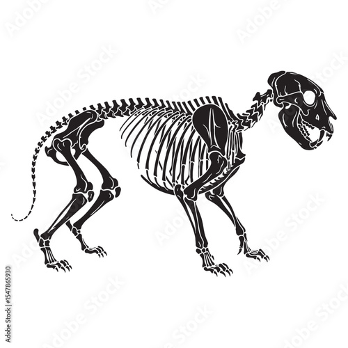The fierce anatomy of a big cat – Tiger skeleton silhouette drawn in clean Tiger skeleton vector – Tiger skeleton illustration

