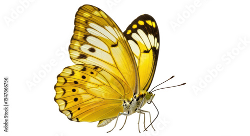 Photography Isolated yellow butterfly side view