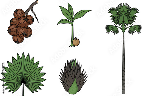 Areca palm pinang