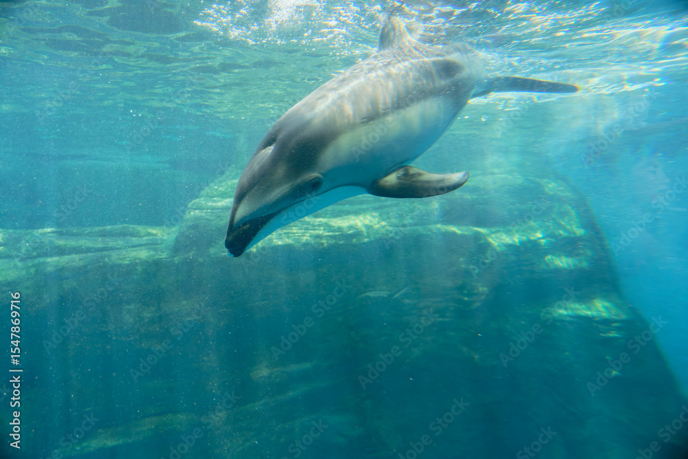 Fototapeta premium dolphin in the water