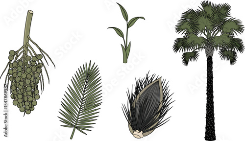 vector set of palm trees