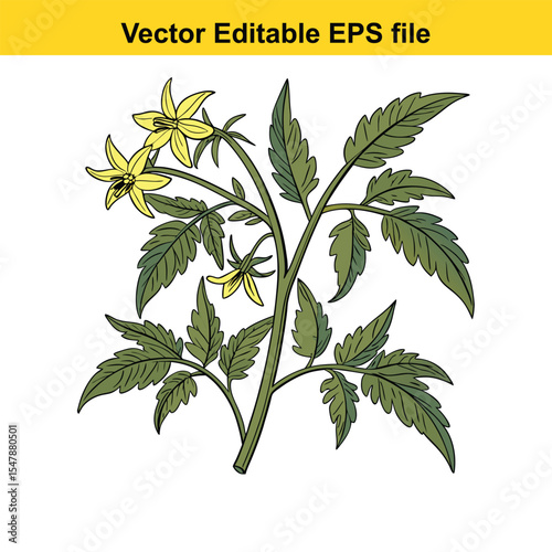 Tomato Plant Illustration Capturing the Essence of Home Gardening Freshness An Ideal Image for Agriculture Horticulture Education Nutrition and Botanical Art Celebrating Nature