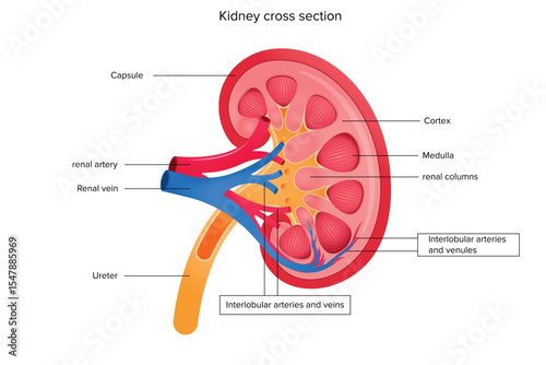 Human kidney cross section anatomy, Kidney anatomy cross section with label