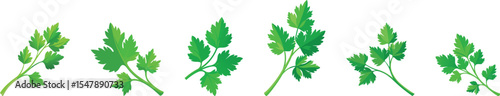 coriander set vector illustration
