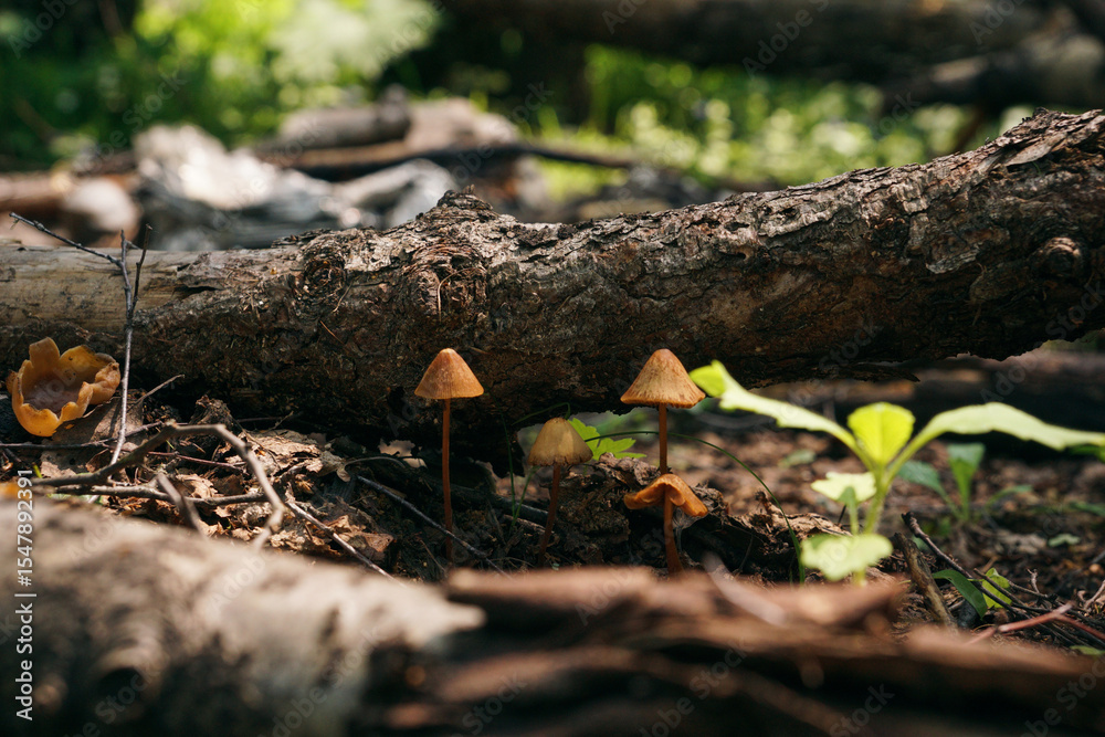 Fototapeta premium small mushrooms grow in the forest near a fallen tree